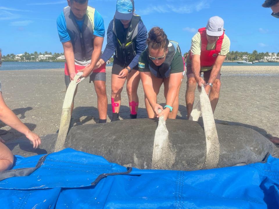 A thin 9-foot female manatee was rescued Sunday afternoon after she was found grounded in shallow water at the Stuart Sandbar, according to Amber Howell, a research associate with the Florida Fish and Wildlife Conservation Commission. 

The animal’s ribs and skull bones were visible, an indication she could be impacted by the ongoing “Unusual Mortality Event” that’s contributed to a record 1,100 manatees deaths in 2021 and at least 375 more this year.  Seagrass loss — a product of repeated algal blooms sparked by decades of human-caused pollution in the Indian River Lagoon — has left many manatees starved and emaciated. 

The female manatee, who was initially found unresponsive, was transported to SeaWorld in Orlando for rehabilitation, Howell told TCPalm. As of Monday, March 7, her health was improving after caretakers treated her low glucose levels all night. 

You should report sick, injured or dead manatees by contacting FWC's Wildlife Alert Hotline at 888-404-3922 (FWCC), emailing or texting Tip@MyFWC.com or using VHF Channel 16 on your boat, according to FWC. If a marine mammal is stranded, do not try to push it back into the water.