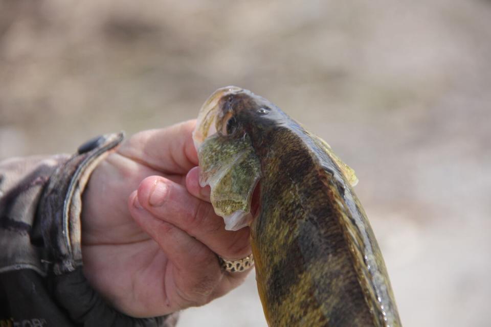 A yellow perch after being caught by fishermen at Windsor's riverfront.