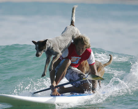 Australian dog trainer and former surfing champion Chris de Aboitiz rides a wave with his dogs Millie (top) and Rama off Sydney's Palm Beach, February 18, 2016. REUTERS/Jason Reed