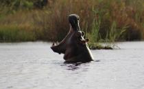 <p>Owing to its unique position in the Delta, the water levels at Vumbura are high enough for year-round boating activities even in the dry season—a major plus, as small-boat excursions offer unrivaled hippo spottings.</p>