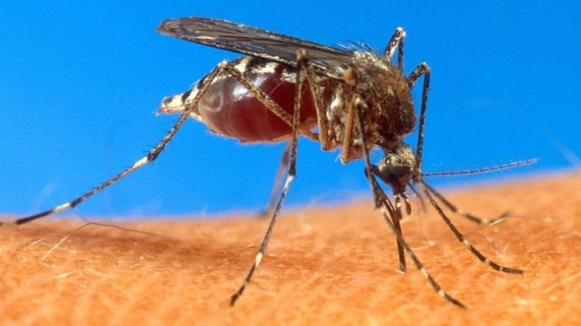 The type of mosquito that harbors West Nile virus is shown on human skin in this photo from the U.S. Department of Agriculture.