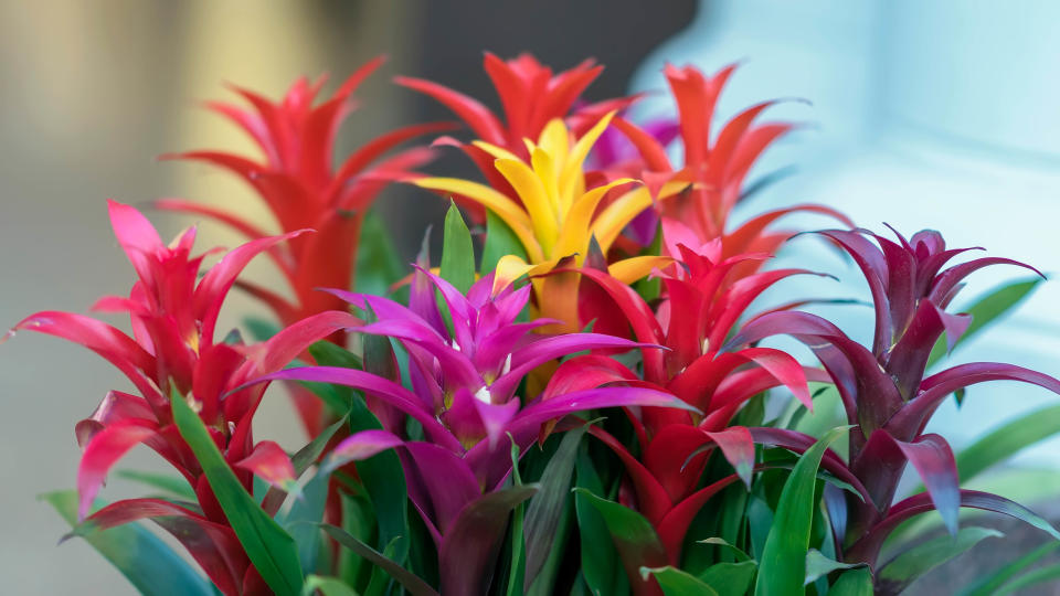 Bromeliad