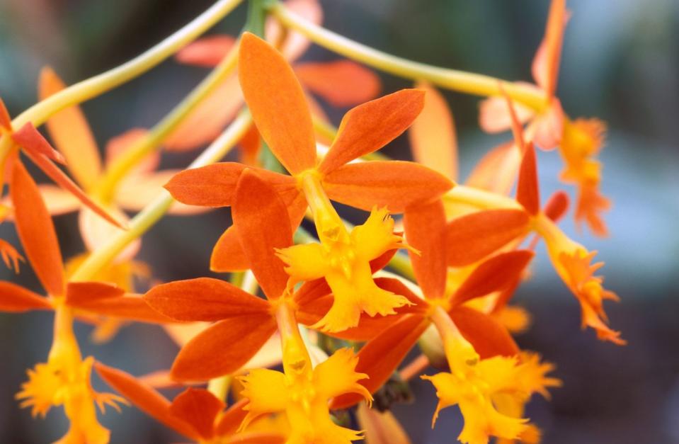 Epidendrum