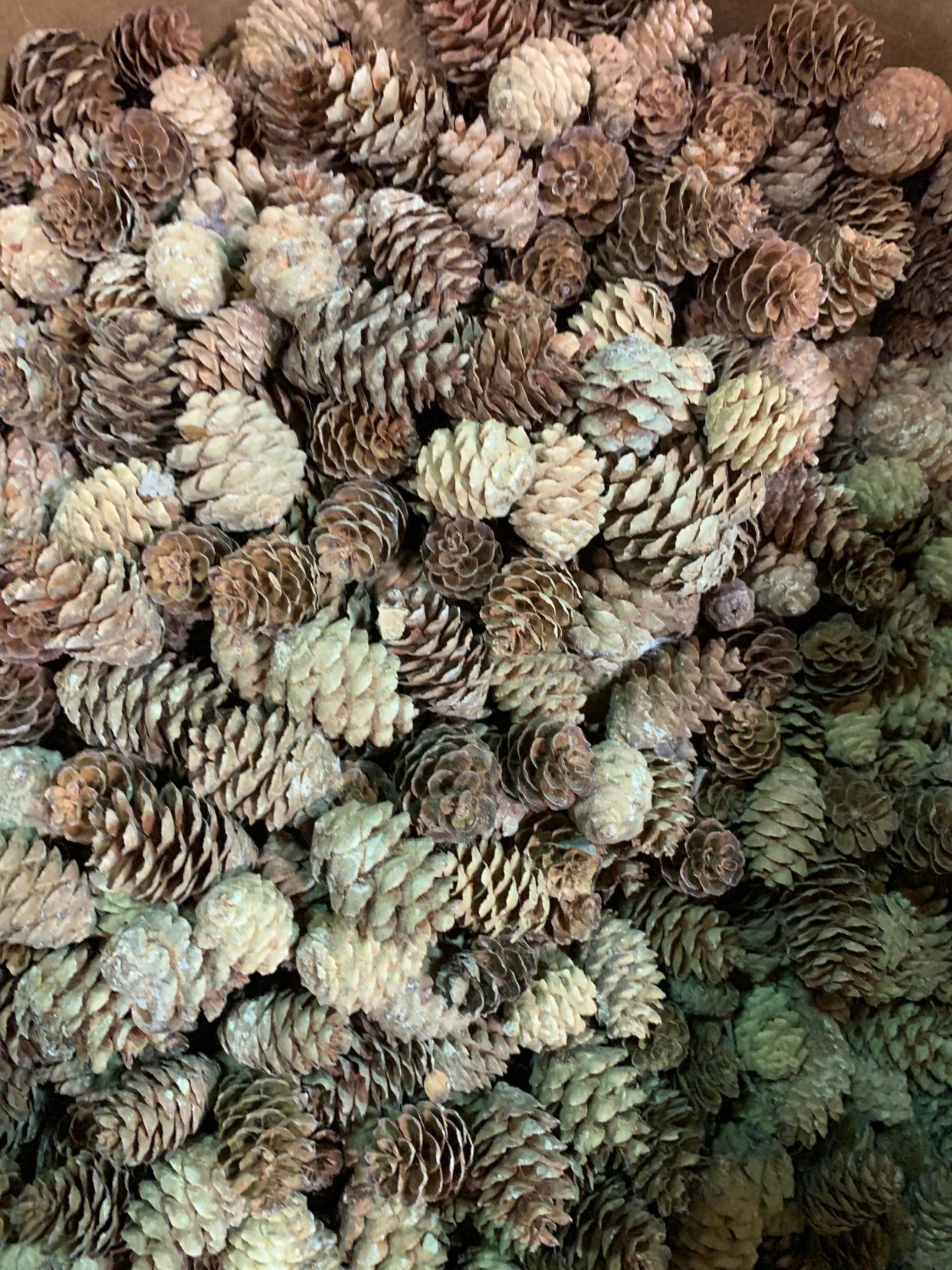 Red spruce cones after being gathered.