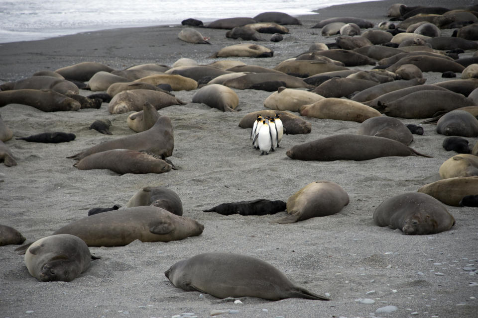 King penguins march through St Andrews Bay in South Georgia. (Photo: Mary Summerill/BBC)