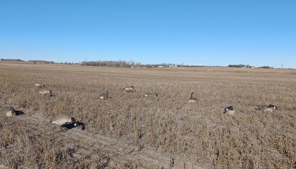 Eagle reporter Chance Swaim’s used goose decoys lure Canada geese to a standing soybean field.