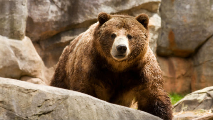 A brown bear sitting on a rock