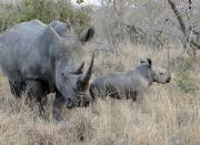 A white rhino and calf in the Sabi Sands Game Reserve, which is part of the greater Kruger National Park.