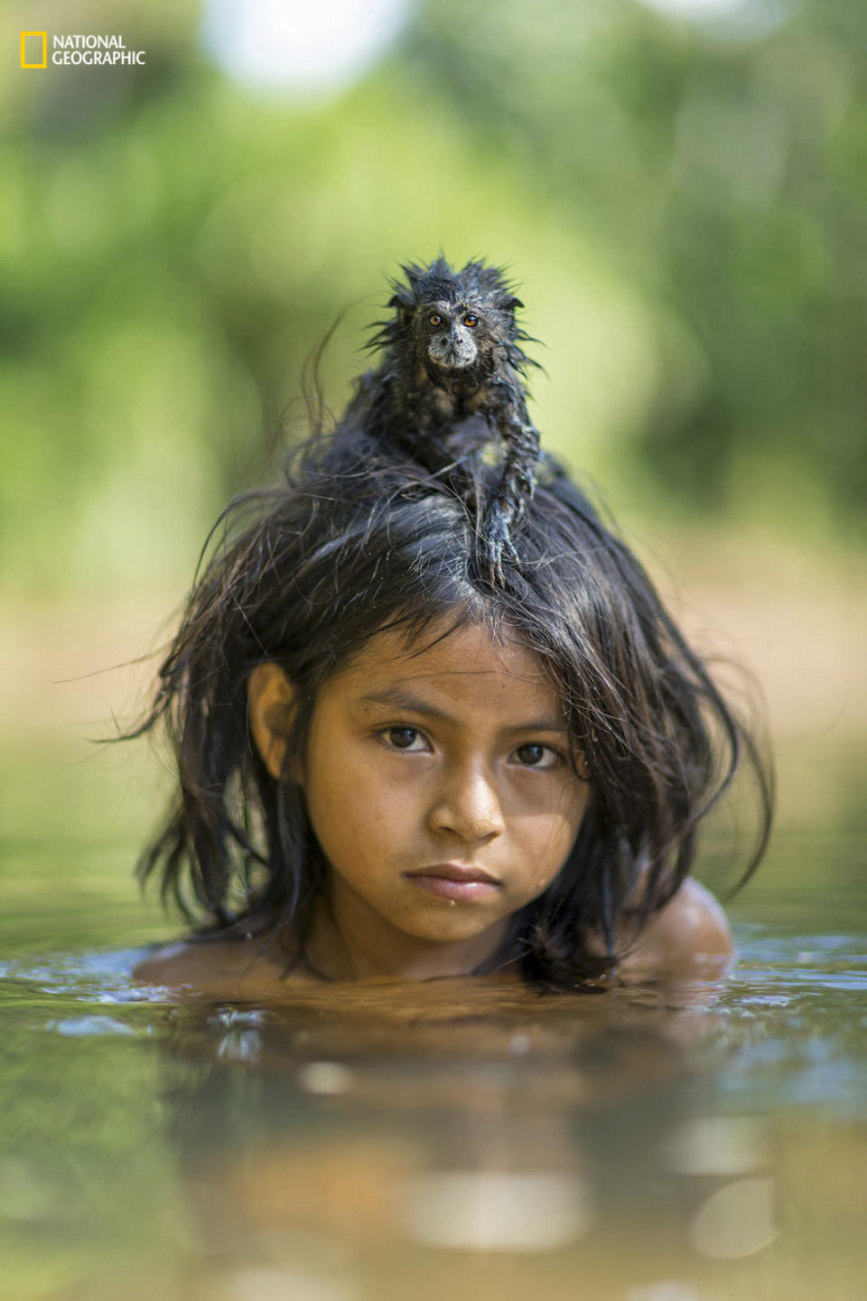 <p>A pet tamarind clings onto the head of Yoina Mameria Nontsotega as she swims in the Yomibatu River, Peru. (Charlie Hamilton James/National Geographic) </p>
