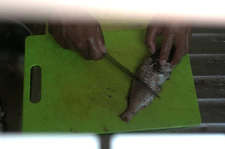 A man cleans a lionfish at the Zenobia, a cargo ship wreck off Larnaca