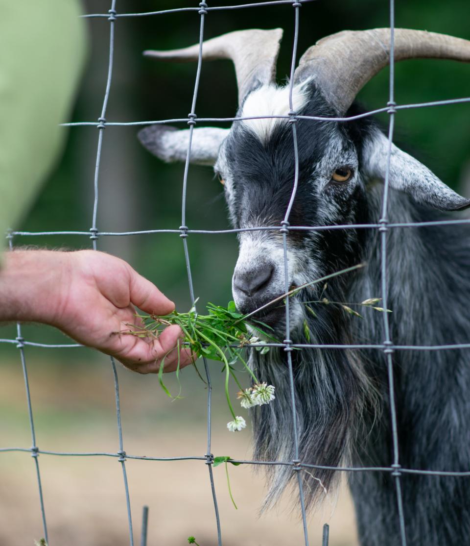 Hickory Nut Gap Farms will invite guests to meet its animal residents during ASAP's Farm Tour, Sept. 23-24, 2023.