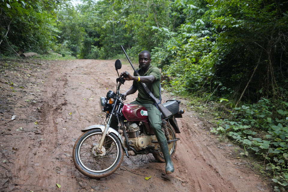 Sunday Abiodun, 40, a former poacher turned forest ranger, patrols on a motorcycle inside the Omo Forest Reserve in Nigeria on Monday, July 31, 2023. Before becoming a ranger, Abiodun killed animals for a living, including endangered species. He is now part of a team working to protect Nigeria's Omo Forest Reserve, which is facing expanding deforestation from excessive logging, uncontrolled farming and poaching. (AP Photo/Sunday Alamba)