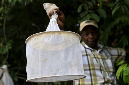 A researcher from the Uganda Virus Research Institute (UVRI) collects insect traps at the Zika Forest in Entebbe, south of Uganda's capital Kampala March 2, 2016. REUTERS/James Akena