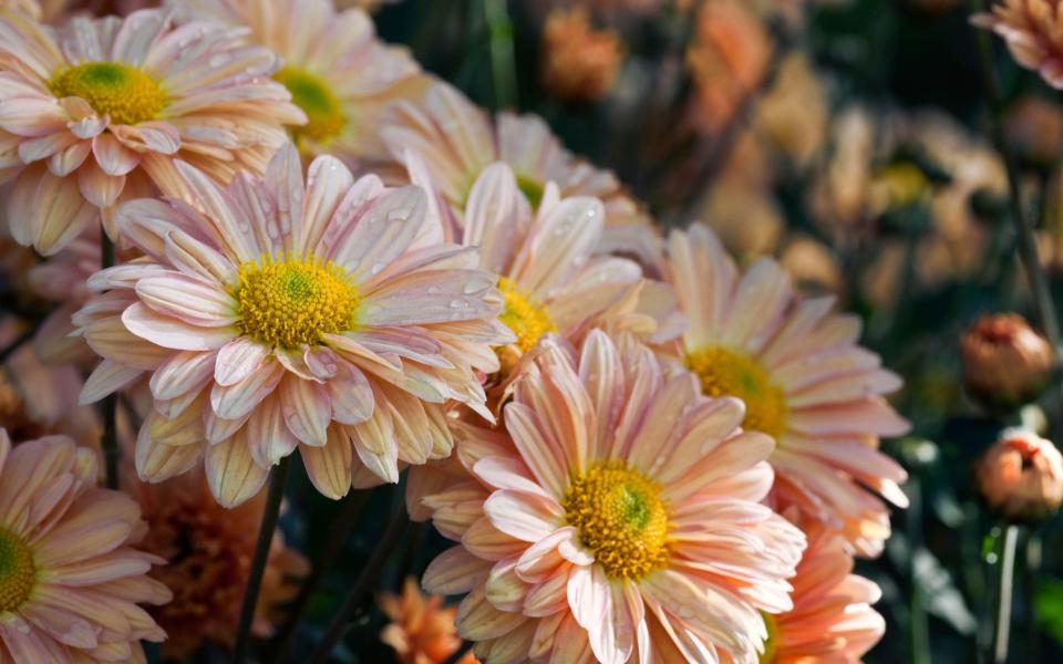 Chrysanthemum 'Honey Enbee wedding' - Christina Bollen 