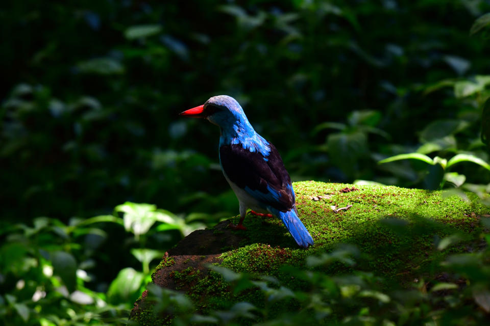 Blue-breasted kingfisher