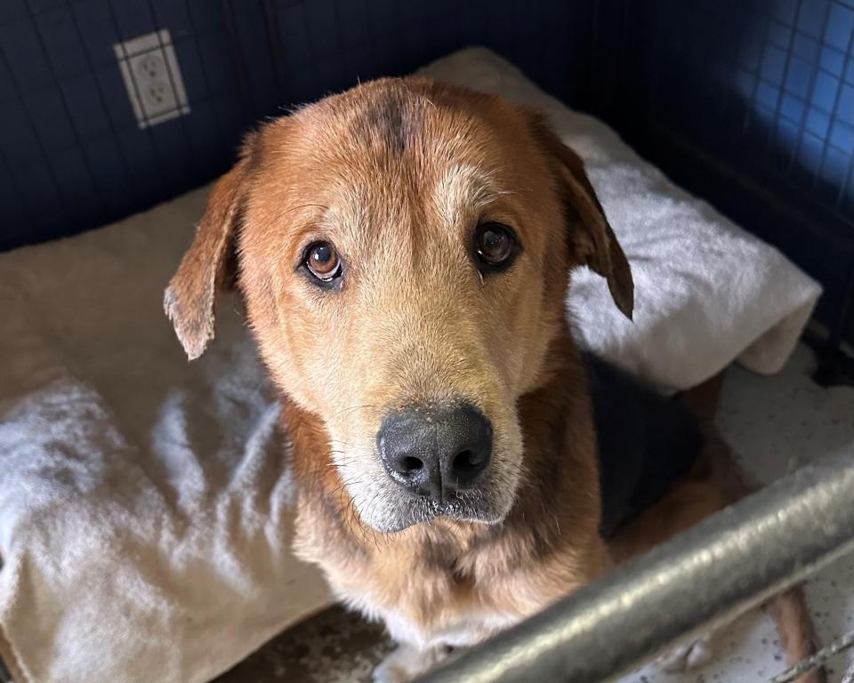 A dog nicknamed Cheeto because he recently got his head stuck in a plastic container of cheese balls is recovering at a nonprofit rescue in Carleton.