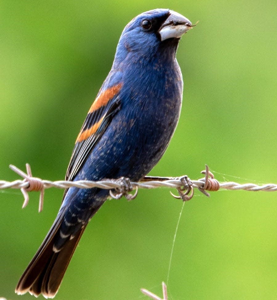 Blue grosbeaks are known to incorporate shed snake skins into their nest, possibly as a deterrent to flying squirrel predators. [Photo provided by Andrew Lydeard]