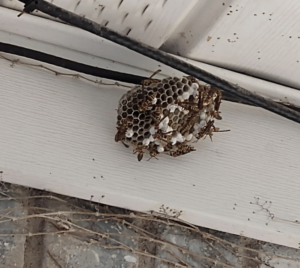 Screenshot of a Reddit post asking, "What type of wasp are these? Are they Yellow Jackets?" with an image of a wasp nest and comments below