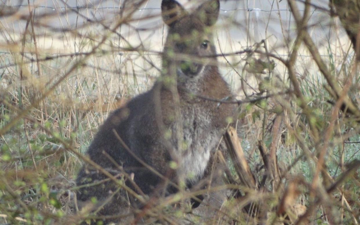 The wallaby seen in Bethersden, Kent - SWNS-London-+44 (0)1179066550