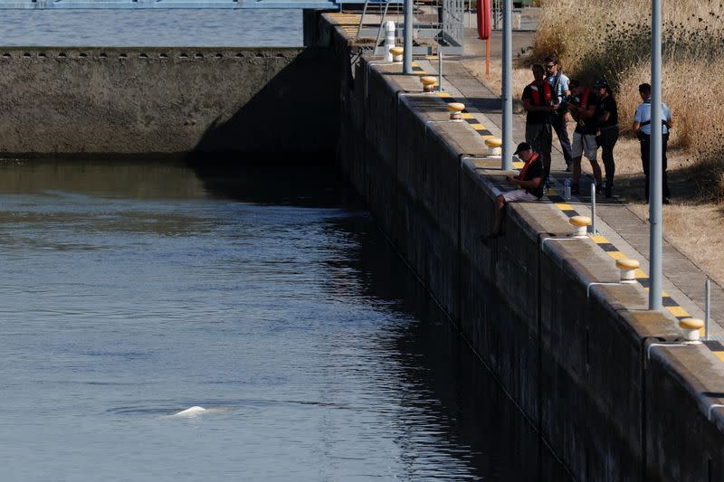 Beluga whale strayed into France's Seine river