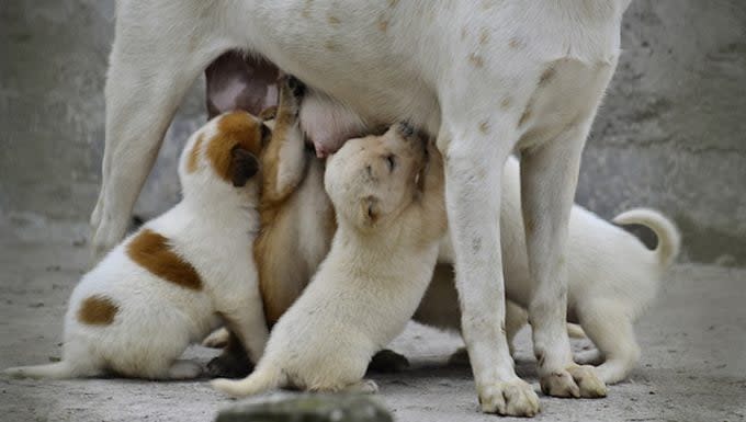 Postpartum Low Blood Calcium in Dogs: Symptoms, Causes, & Treatments