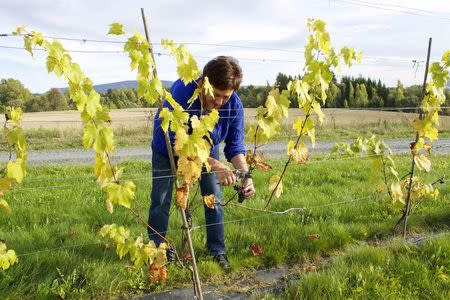 A worker harvests grapes at the Lerkekasa vineyard in Norway, one of the world's northernmost wine producers, September 25, 2014. REUTERS/Alister Doyle