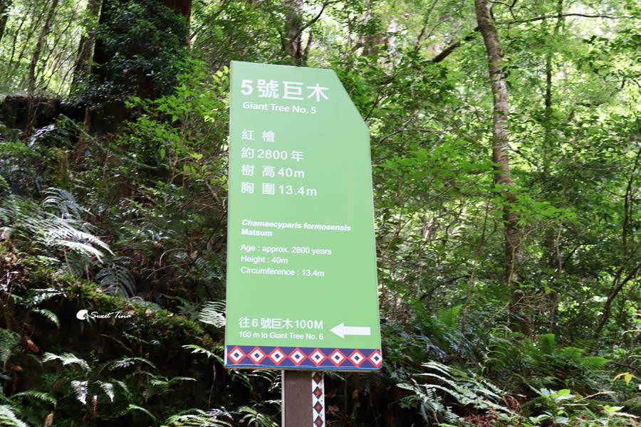 拉拉山巨木群步道