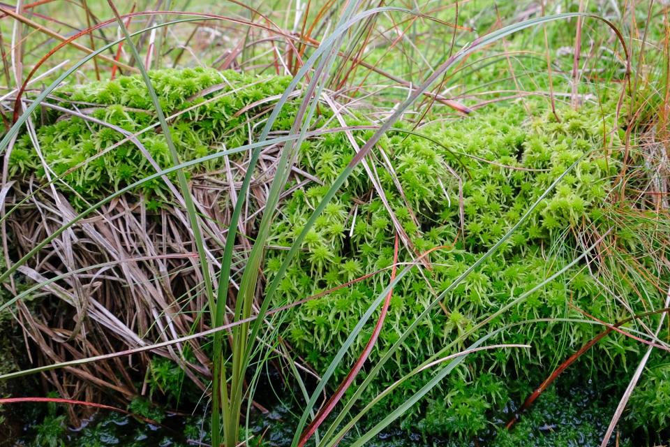 A close up of sphagnum moss