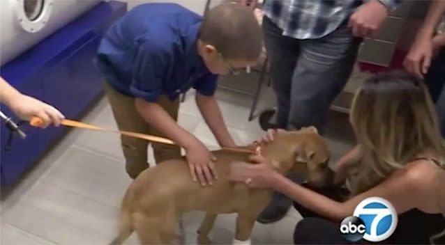 The boxer was bitten when she jumped in front of Cole and his mother when they came across a rattlesnake. Source: ABC7.