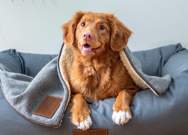 Cómo viajar con tu perro en el coche - Yo Animal