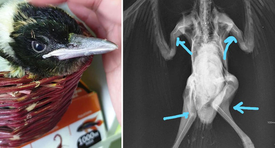 Magpie shown alongside an X-ray of its broken and brittle bones amid a vet's warning to leave baby birds alone.
