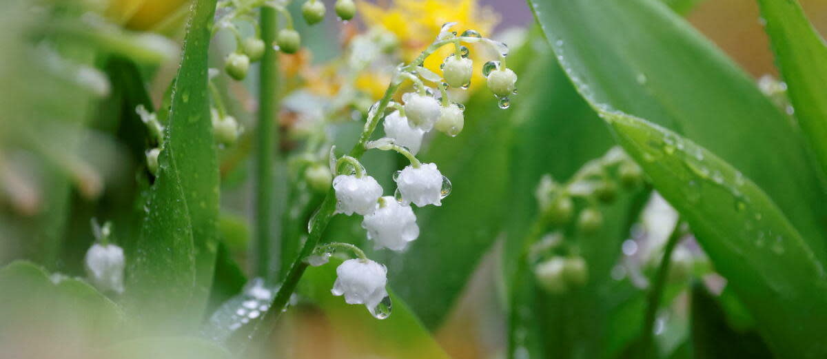 Avant d'être associée aux travailleurs, la fleur blanche était liée au « jour républicain » qui se déroulait pendant la Révolution le 26 avril (7 floréal à l'époque).   - Credit:LUDOVIC MARIN / AFP