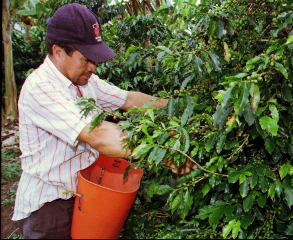 A worker picks coffee on a plantation in Colombia's coffee-growing region southwest of the capital of Bogota in this undated file photo.