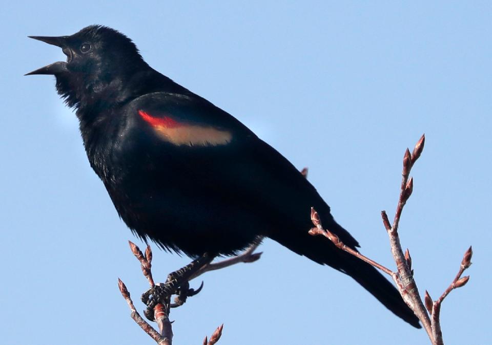 The red-winged blackbird has arrived to sing a song of springtime.