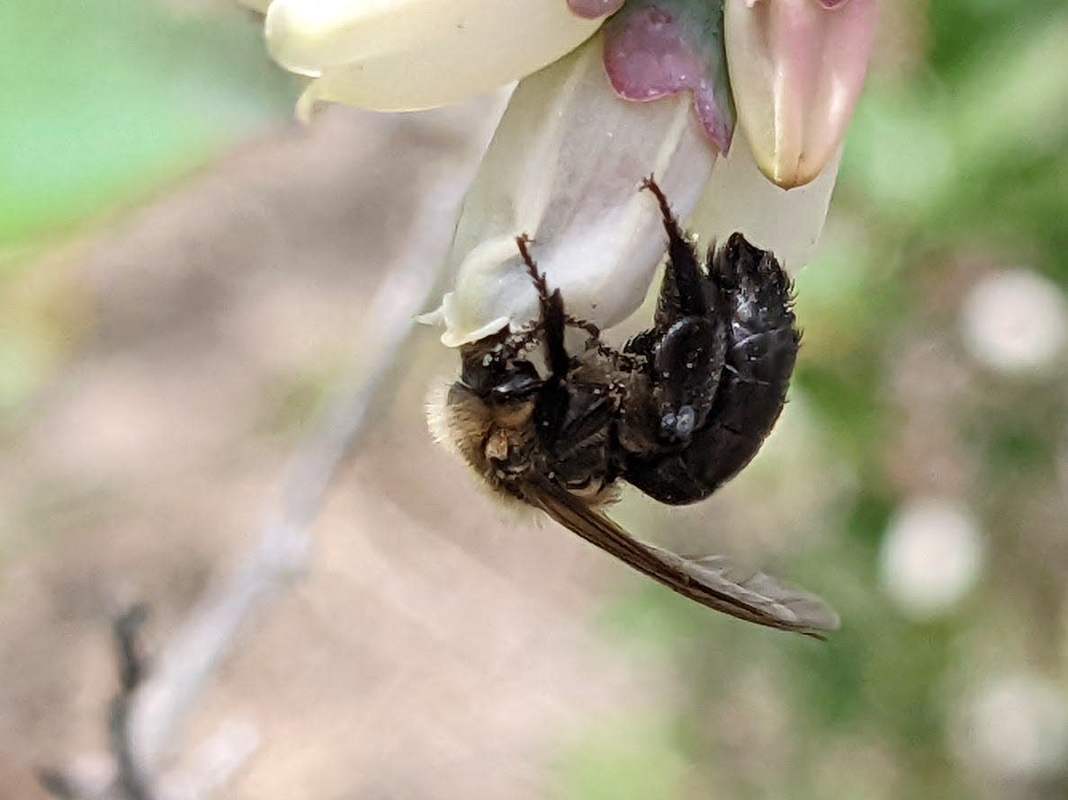 Picture of a miner bee on a blueberry flower.