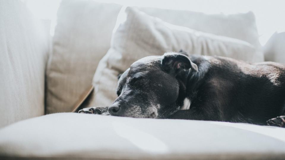 sweet old dog, snoozing on a sofa