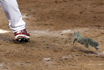 A squirrel runs toward home plate with Skip Schumaker batting in the fifth inning of Wednesday's NLDS Game 4 at Busch Stadium