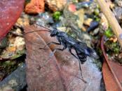 A female deuteragenia ossarium wasp in its natural ecosystem in south east China. The female wasp fills the opening of its nest with as many as 13 bodies of dead ants, thus creating a chemical barrier to the nest. REUTERS/Michael Staab/Handout via Reuters