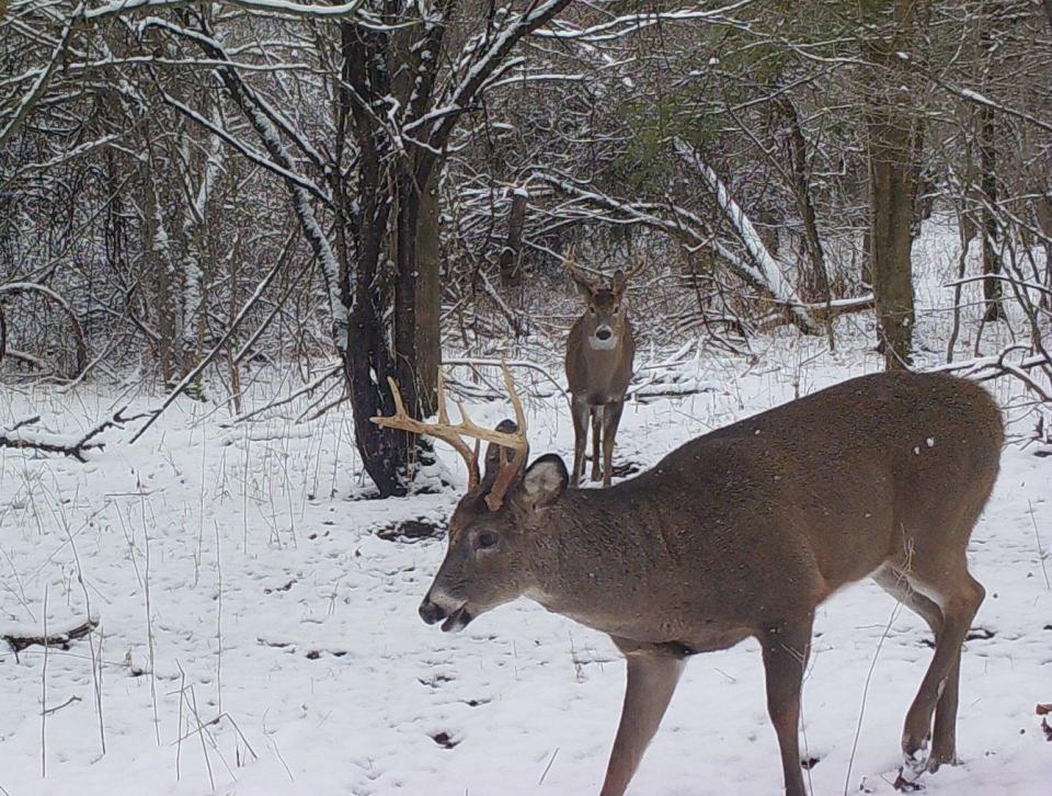 A pair of bucks square off, ready to spar as one circles the other.