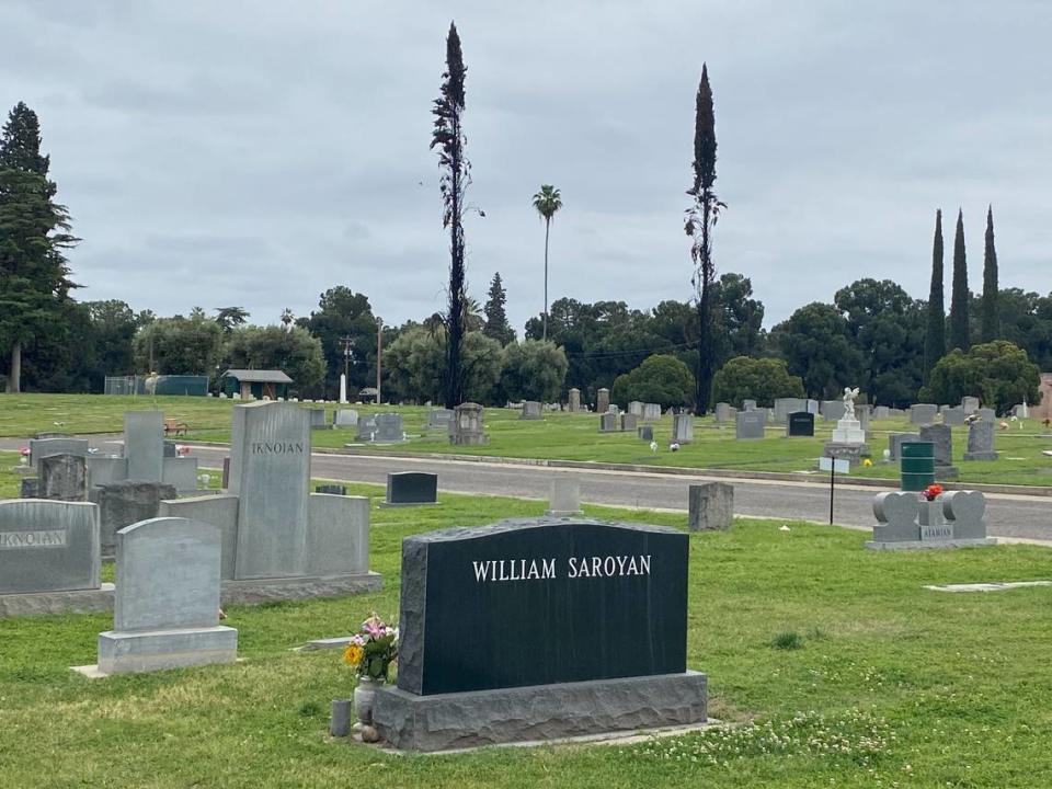 Two scorched cypress trees stood in the distance on Wednesday, April 24, 2024, behind the grave of famous Fresno writer William Saroyan at Ararat Armenian Cemetery. The graveyard has been hit with several suspected arson fires to trees.