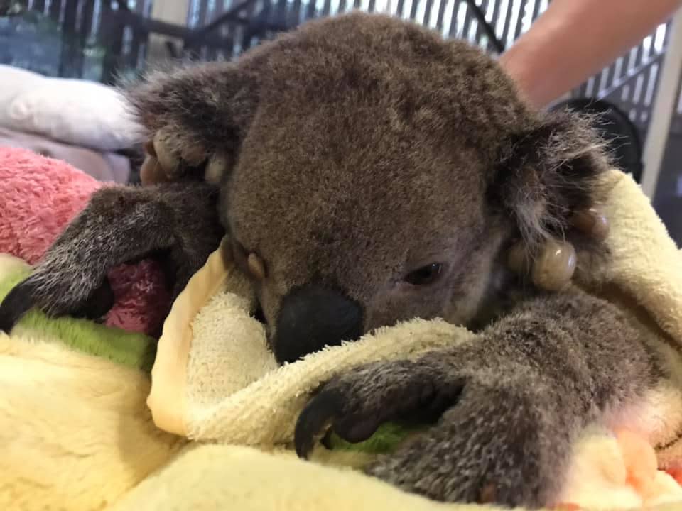 A close up of a koala on a yellow blanket. There are large ticks on its ears. 