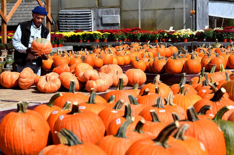 Clovis Williams, a migrant farmworker from Jamaica, sorts pumpkins while working at Breezy Gardens on Route 9.