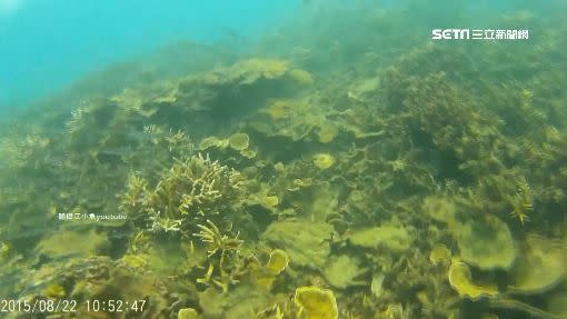 遊客爆量，讓澎湖珊瑚也出現危機。（圖／翻攝自汪小魚YouTube）