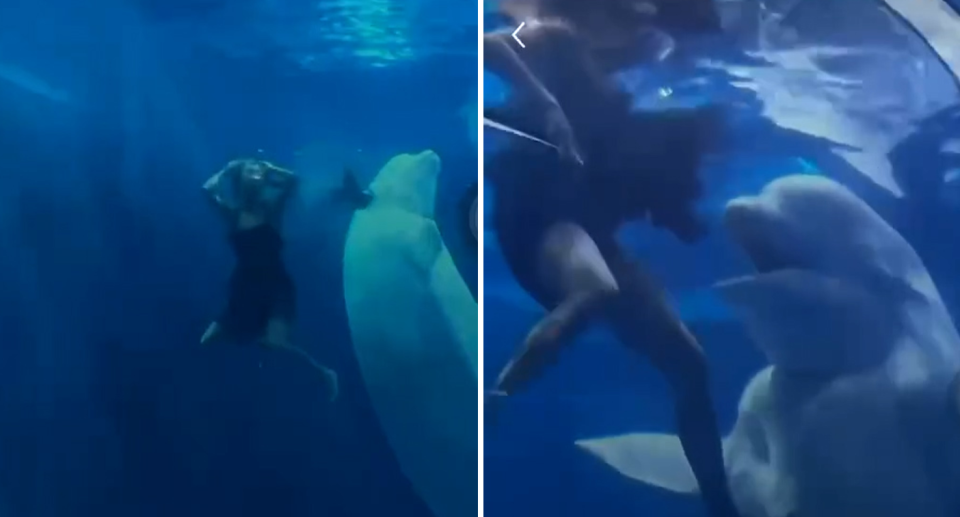 Left - A woman with her hands on her head underwater in the Chinese aquarium after the beluga whale engulfed her head in its mouth. Right - the beluga whale attacking the woman.