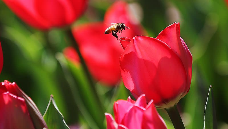 Bees buzz from flower to flower as the tulips begin opening at Thanksgiving Point in Lehi in preparation for their 14th annual festival, on Monday, April 9, 2018. With the arrival of spring comes spring cleaning. 