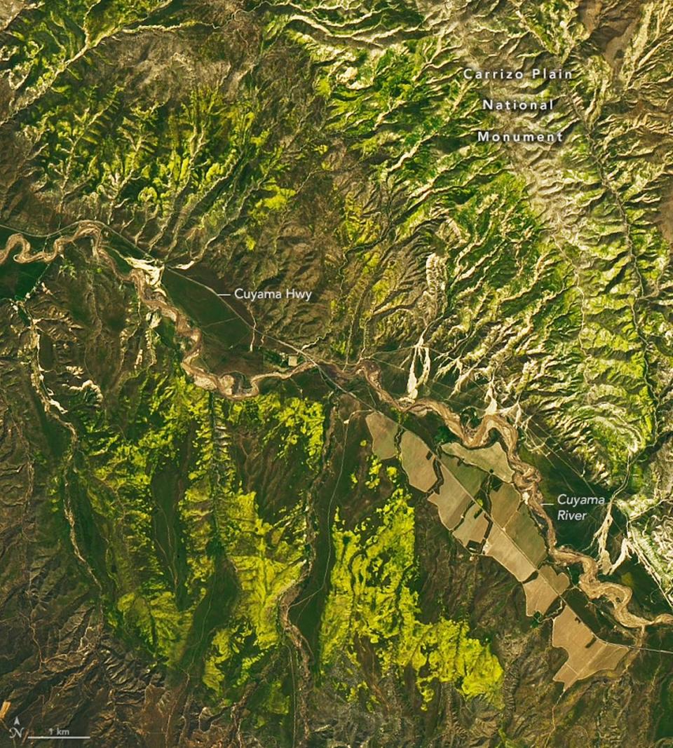 The superbloom in the Carrizo Plain National Monument in San Luis Obispo County could be seen from space, as shown in satellite images released by NASA in April 2023. NASA