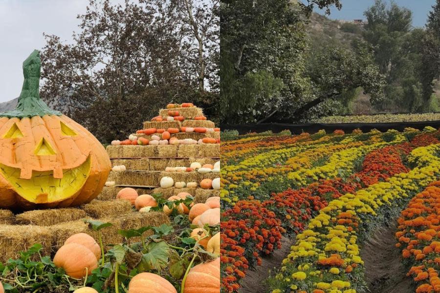 Ruta del Maíz en Tijuana destaca a nivel nacional por su belleza y decoraciones 