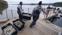 Alix Laferriere, right, and Brianna Group, both of the The Nature Conservancy, carry trays of adult "Uglie" oysters from Maine to awaiting oyster boats at Great Bay, Monday, May 3, 2021, in Durham, N.H. Thousands of Uglies from Maine, which were left to grow due to lack of retail demand of more than a year because of the virus outbreak, were relocated to Great Bay to enhance the shellfish species in New Hampshire coastal waters. (AP Photo/Charles Krupa)