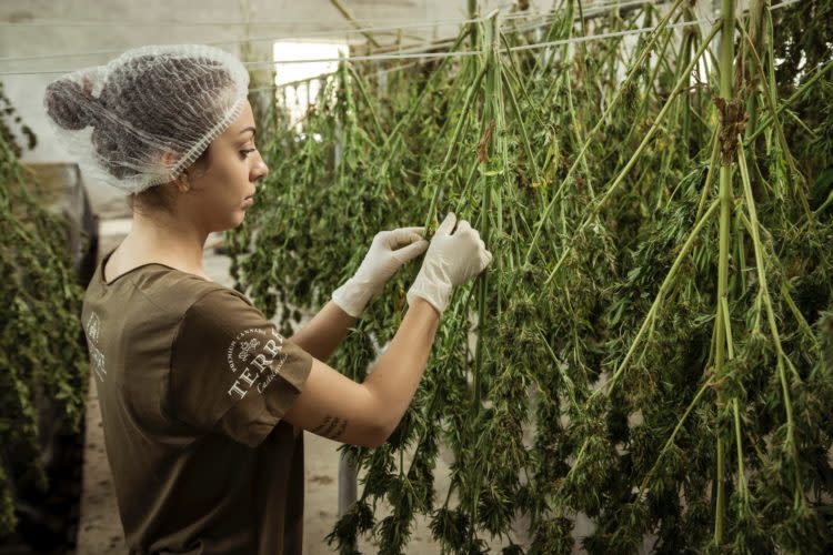 11 Best Marijuana Stocks To Buy Now