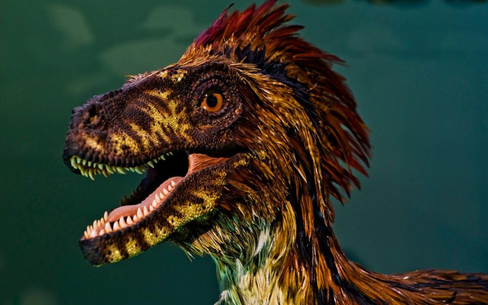 Model of a feathered predatory dinosaur in the Vienna Natural History Museum - Getty Images/Imagno/Hulton Archive
